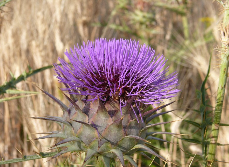 Cynara cardunculus